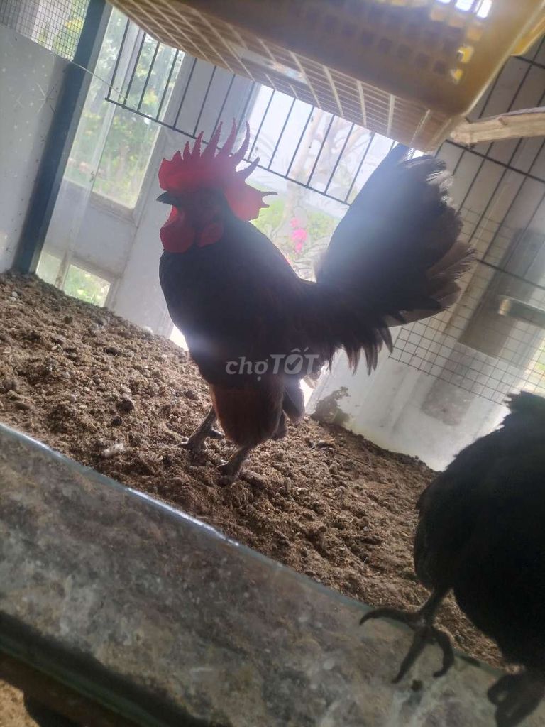 Gà Serama . Mua bán Gà tại Huyện Phú Tân An Giang được đăng bởi Hoàng Loan  hình 1