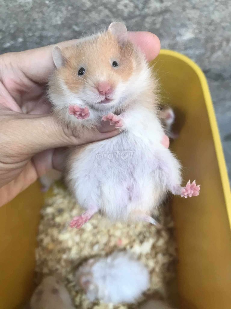 Chuột Hamster Bear xù lai Cinamon cam Baby. Mua bán Thú cưng khác tại Quận Bình Tân Tp Hồ Chí Minh được đăng bởi Ở trọ bày đặt bán chụtt hình 1