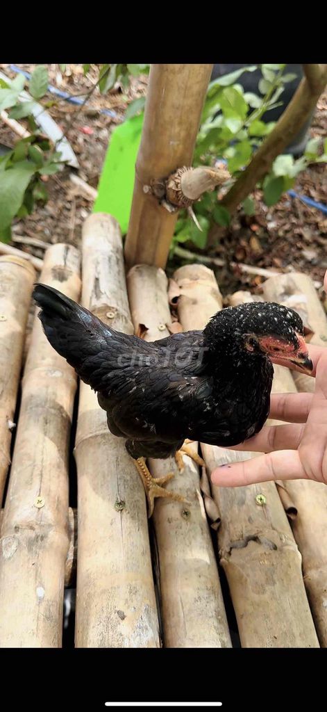 Gà tre bắc cọc mái 4 tháng. Mua bán Gà tại Huyện Củ Chi Tp Hồ Chí Minh được đăng bởi An Nguyen hình 1