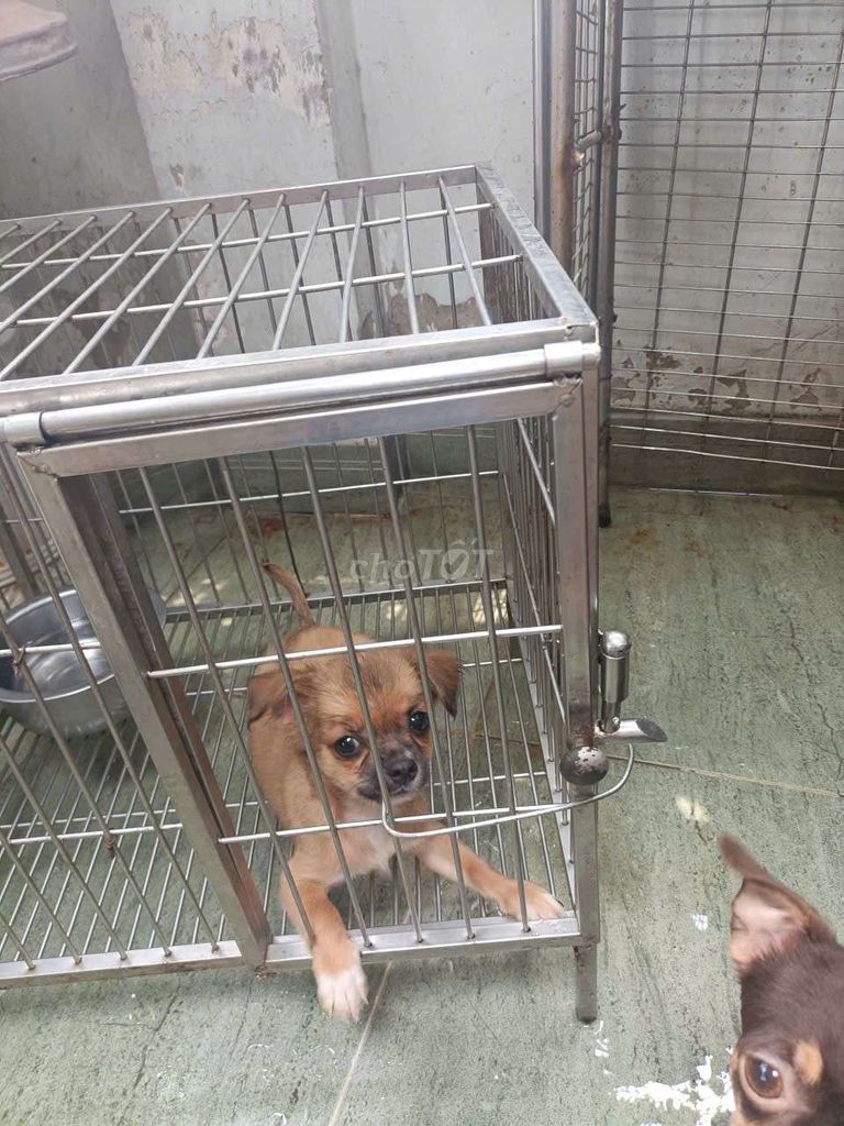 Chó chihuahua. Mua bán Chó tại Quận Phú Nhuận Tp Hồ Chí Minh được đăng bởi Thành hình 1