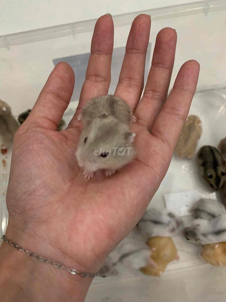 Cần bán chuột hamster baby