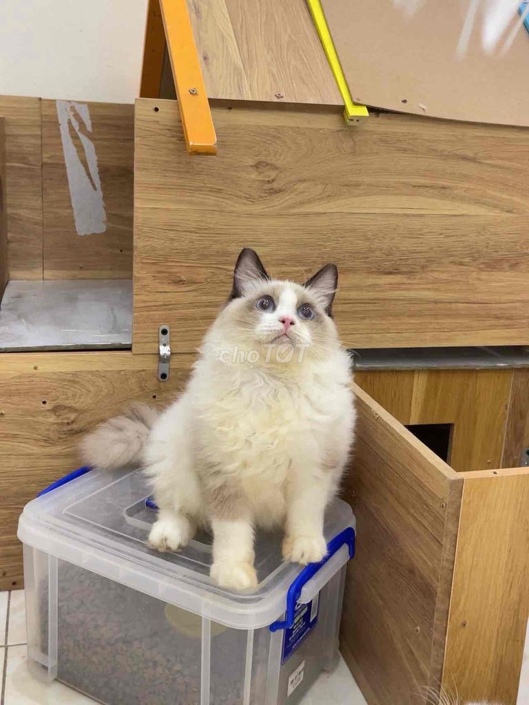 Mèo Ragdoll Thuần Chủng Siêu Hiền Lành Quấn Người