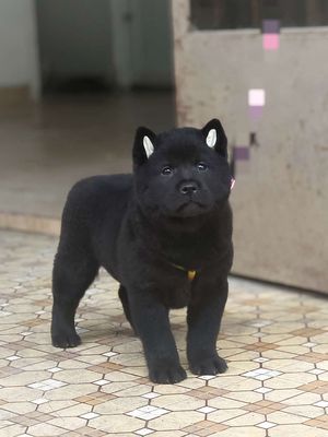 Chó Mông Cộc Đực Đen Vip + Lưỡi Đen (Chuẩn Giống)