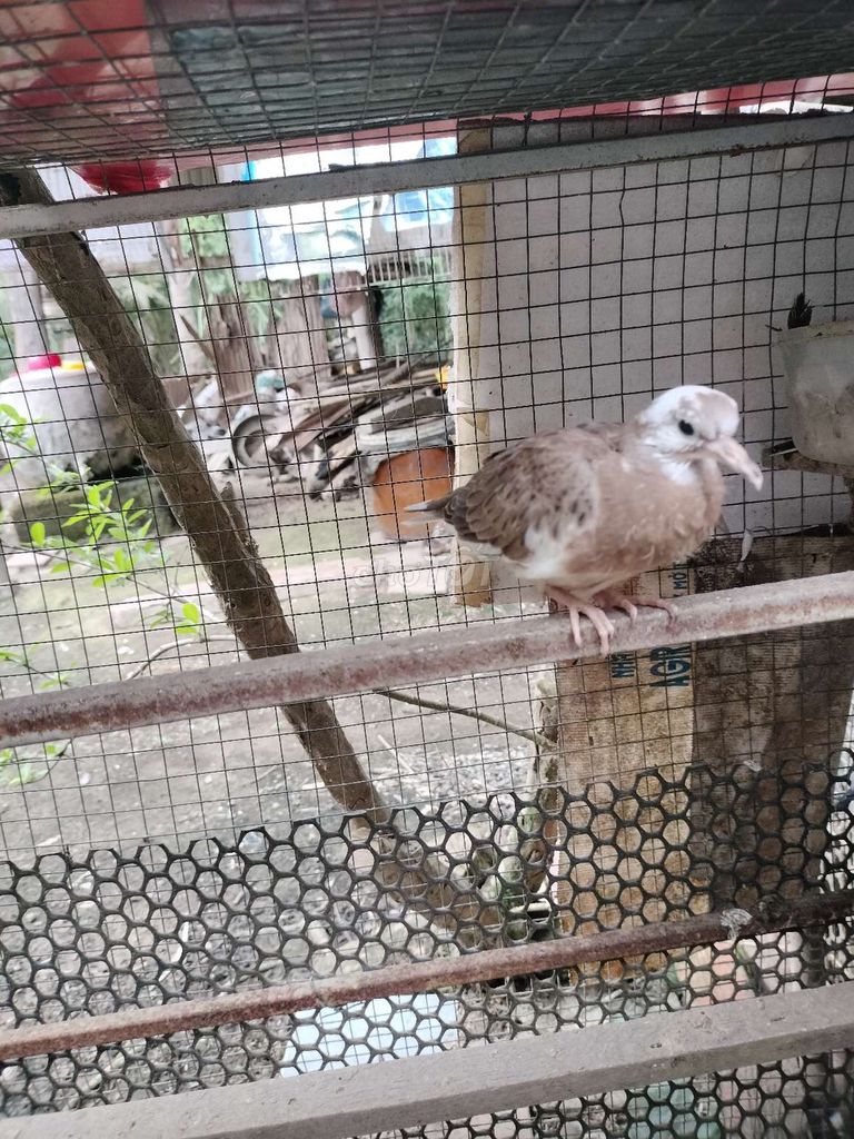 cu thái bông. Mua bán Chim tại Huyện Mỏ Cày Bắc Bến Tre được đăng bởi khang hình 1