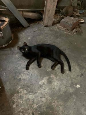 Bán hai bé mèo đen tuyền 2kg