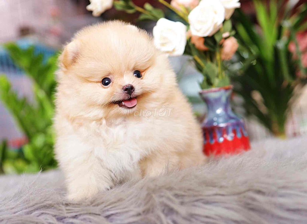 Chó Pom Thái nhỏ nhắn. Mua bán Chó tại Quận 1 Tp Hồ Chí Minh được đăng bởi bm hình 1