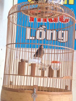 Chích chòe đất con. Mua bán Chim tại Quận Gò Vấp Tp Hồ Chí Minh được đăng bởi Kiểu Chim Cảnh