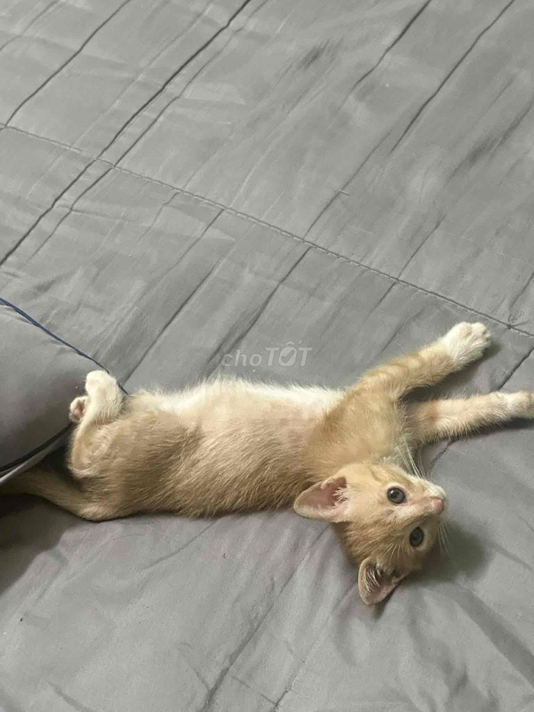 Mèo Vàng nhạt 4 tháng. Mua bán Mèo tại Quận Hoàng Mai Hà Nội được đăng bởi Trung Hiếu hình 1