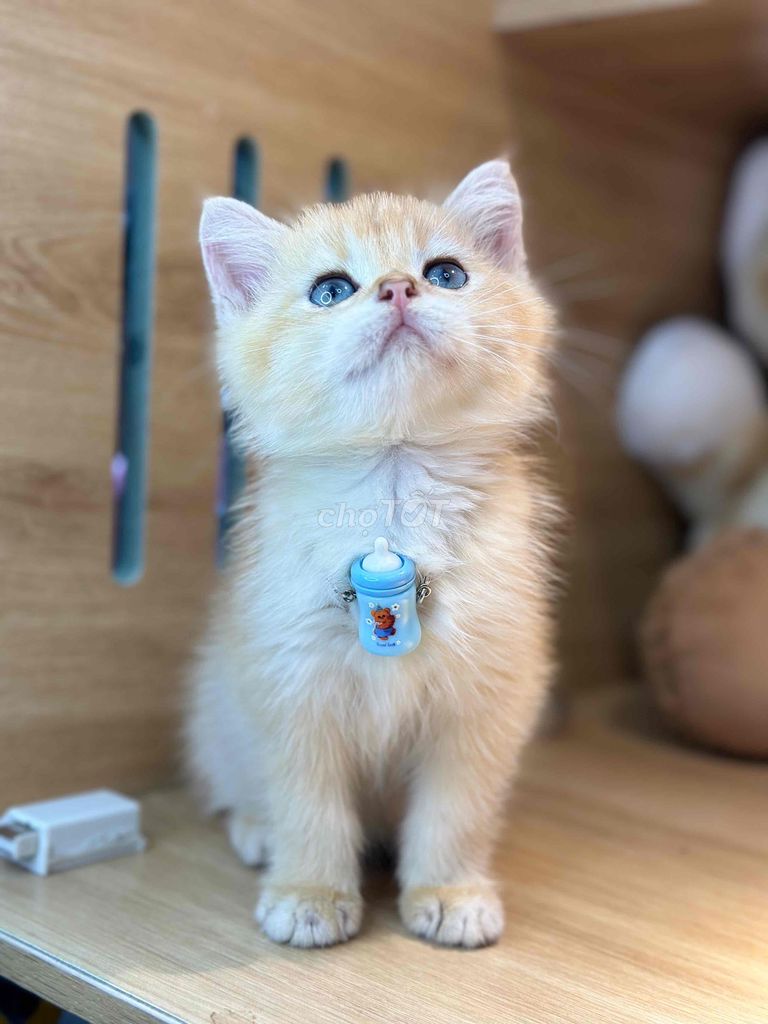 Mèo Anh lông ngắn golden. Mua bán Mèo tại Quận Ninh Kiều Cần Thơ được đăng bởi Bu pets hình 1