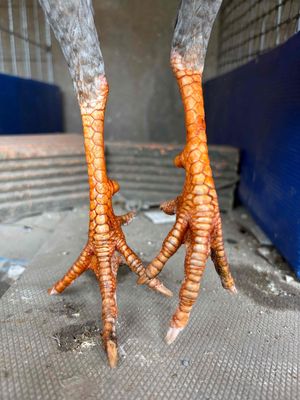 Gà Xám 1.23kg 6 tháng