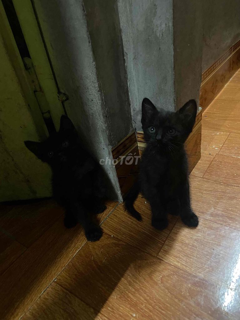 Mèo đen gần 2 tháng tuổi. Mua bán Mèo tại Quận Long Biên Hà Nội được đăng bởi HG hình 1