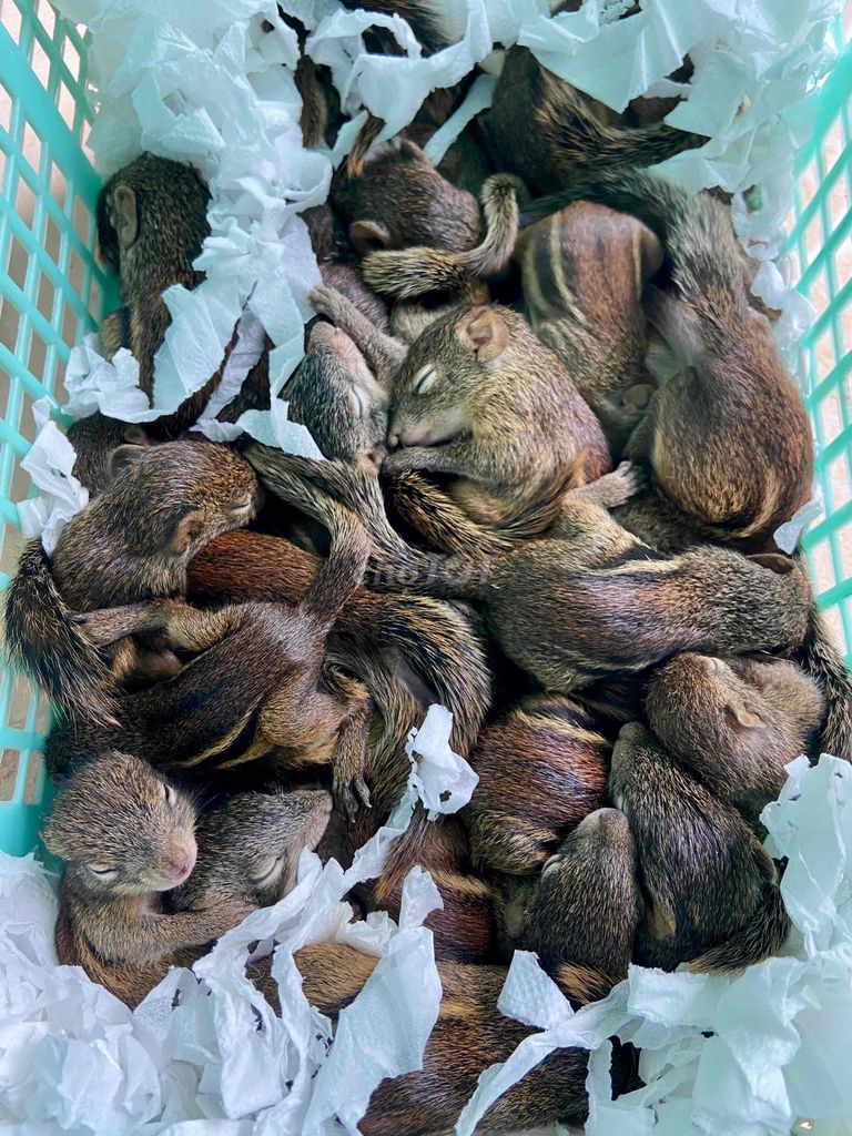 sóc đất. Mua bán Thú cưng khác tại Quận Bình Tân Tp Hồ Chí Minh được đăng bởi Trịnh Gia Linh hình 1