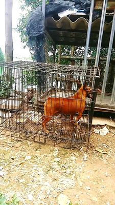 Hieu đực trưởng thành