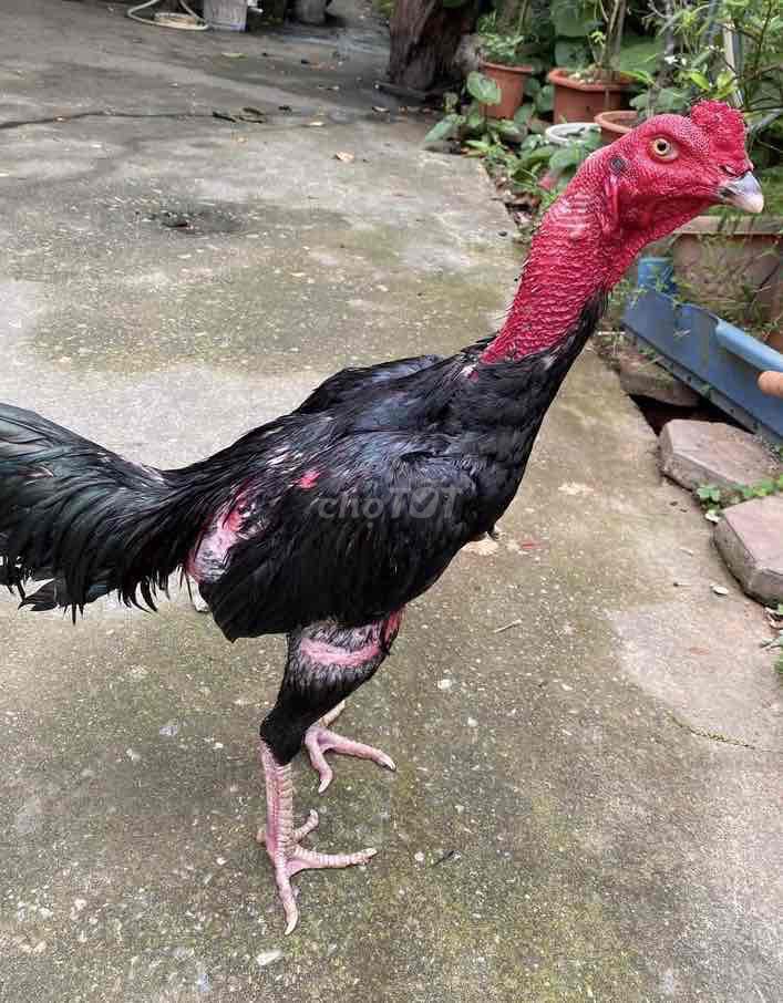 Gà chọi ô 2.9. Mua bán Gà tại Huyện Krông Pắc Đắk Lắk được đăng bởi Vạn Sự Tuỳ Duyên hình 1