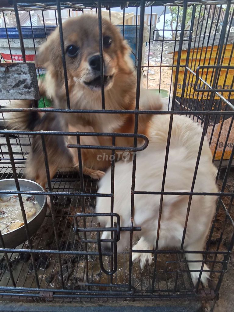 Chó con Nâu trắng đã tiêm phòng. Mua bán Chó tại Quận Kiến An Hải Phòng được đăng bởi Nguyen thi hue hình 1