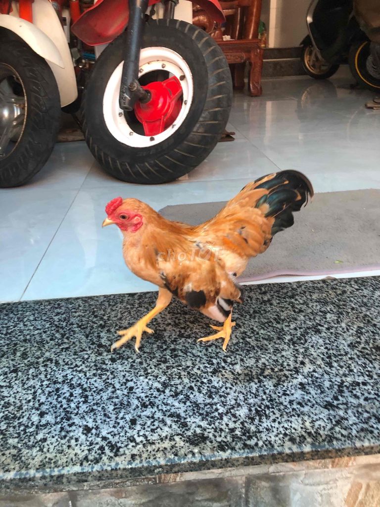 Gà Nâu vàng Đực. Mua bán Gà tại Huyện Nhà Bè Tp Hồ Chí Minh được đăng bởi LÊ VĂN GIÀU hình 1