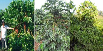 Bán vườn xoài 3,45ha giá rẻ 1,9 tỷ, xe tải tới đất, gần biển Nha Trang