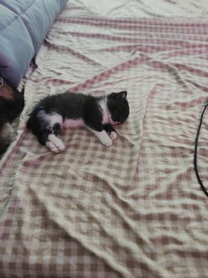 Mèo tuxedo, ALN bán ạ