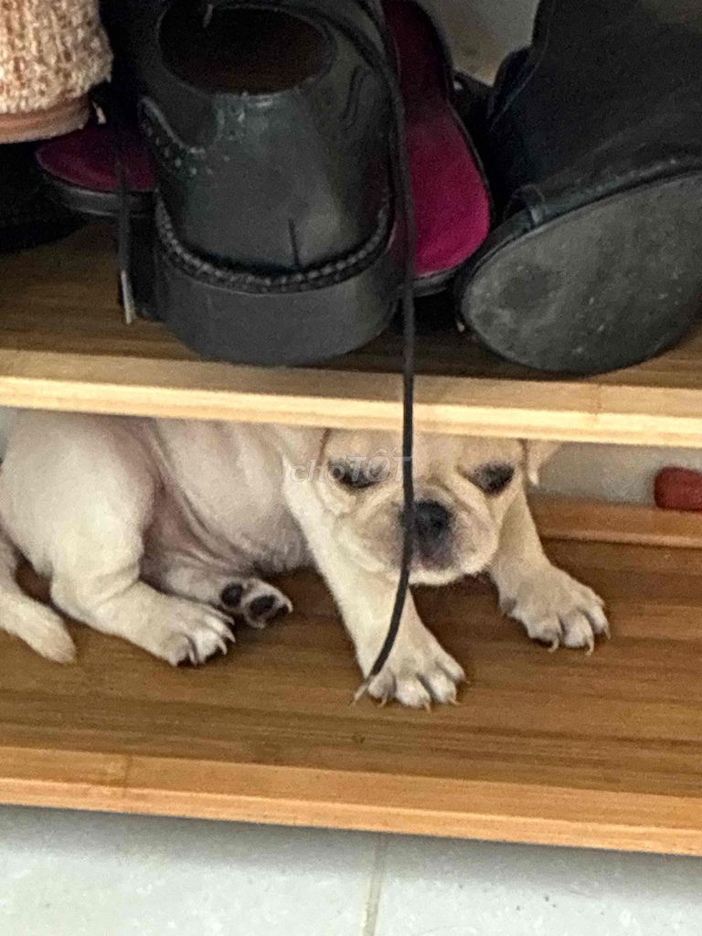 Chó Pug đực Trắng 2 tháng đã có 1 mũi. Mua bán Chó tại Quận Tân Bình Tp Hồ Chí Minh được đăng bởi Christine Bui hình 1