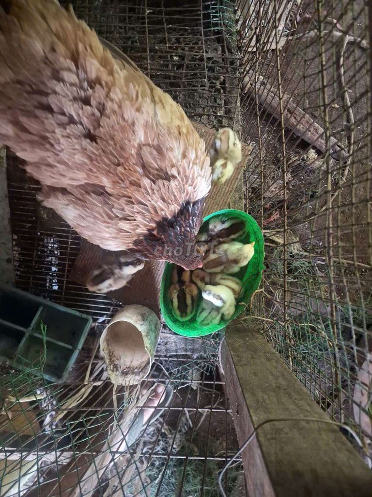 Gà nhiều màu 8 con. Mua bán Gà tại Thành phố Mỹ Tho Tiền Giang được đăng bởi Anh vàng hình 1