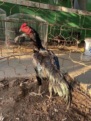 ô lục đinh. Mua bán Gà tại Huyện Đông Anh Hà Nội được đăng bởi Chu Văn Dũng