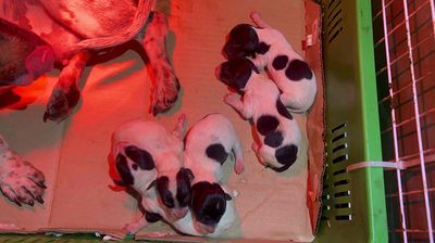 lạp xưởng màu hiếm bò sữa