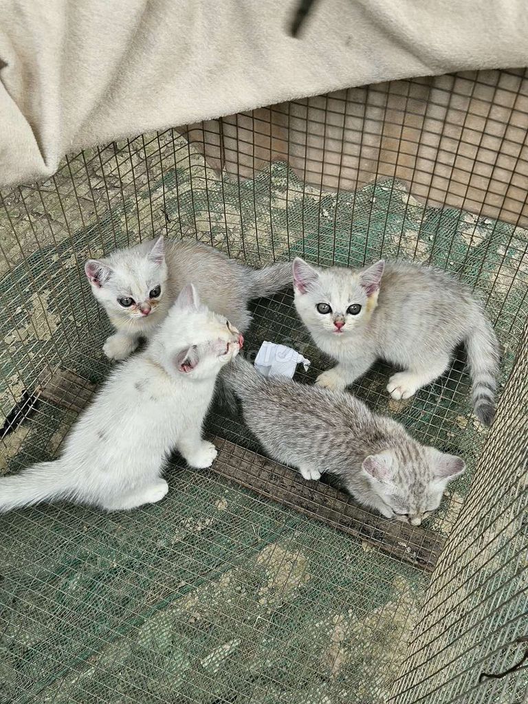 Mèo Anh Lông Ngắn. Mua bán Mèo tại Thành phố Mỹ Tho Tiền Giang được đăng bởi Đạt Mỹ Tho  hình 1
