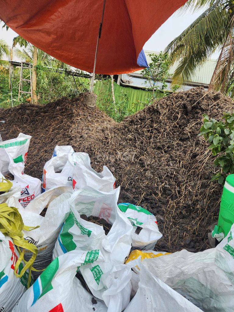 đất mặt rộng để trồng cây. Mua bán Đồ chuyên dụng, Giống nuôi trồng tại Huyện Cờ Đỏ Cần Thơ được đăng bởi Cây Cảnh Hoang Tú hình 1