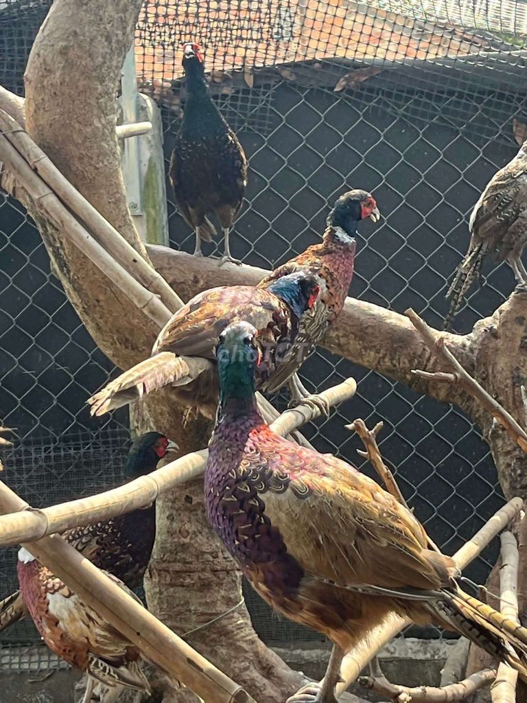 Trại thụy phương bán chim trĩ. Mua bán Chim tại Quận Long Biên Hà Nội được đăng bởi tổng kho sỉ hình 1