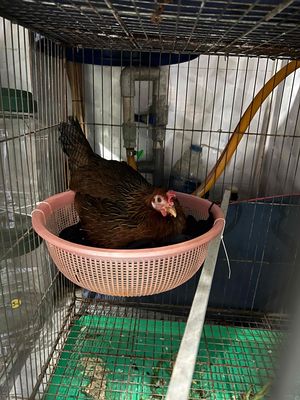 Gà Mái đang ấp 3 trứng cần ra đi 250k