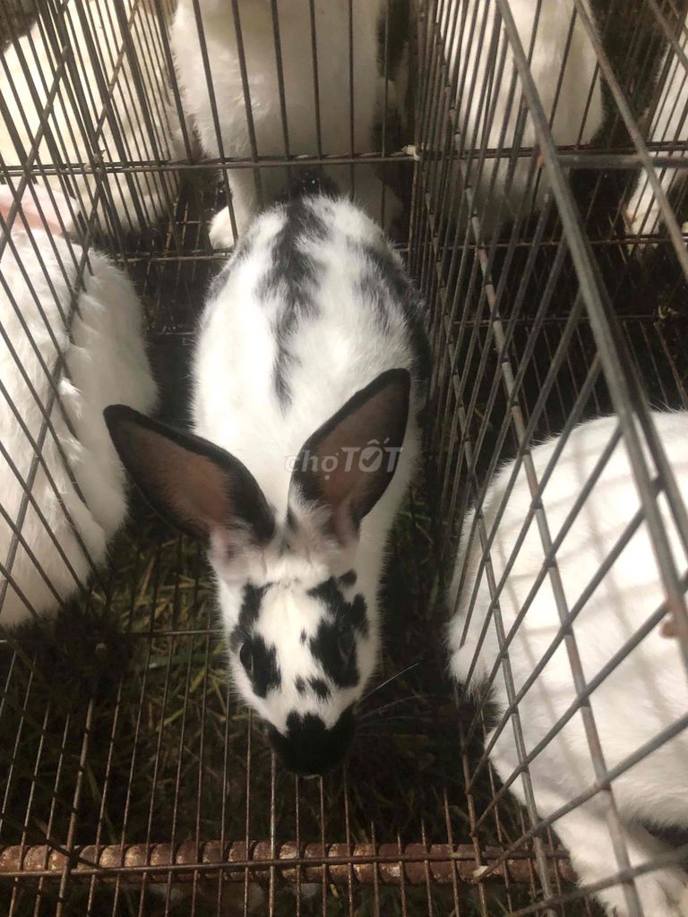 Thỏ thịt và thỏ con. Mua bán Thú cưng khác tại Thị xã Phú Mỹ Bà Rịa - Vũng Tàu được đăng bởi Quốc Tuấn hình 1