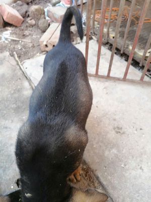 Chó phú quốc. Mua bán Chó tại Huyện Kim Sơn Ninh Bình được đăng bởi HUYTHAO