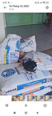 Trích thuần nuôi như gà. Mua bán Chim tại Huyện Hớn Quản Bình Phước được đăng bởi Minh Đức