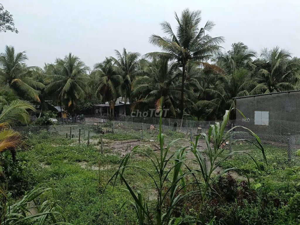Bán đất cây lâu năm 300.1m nở hậu 16m