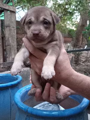 Chó cỏ lai Lạp xưởng Cái Nâu