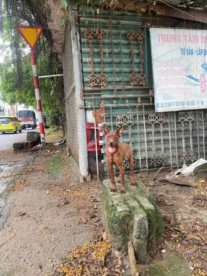 cái tơ 5 tháng đẹp nhỏ xinh bậnnqua ko chăm đx. Mua bán Chó tại Huyện Thanh Trì Hà Nội được đăng bởi Sơn