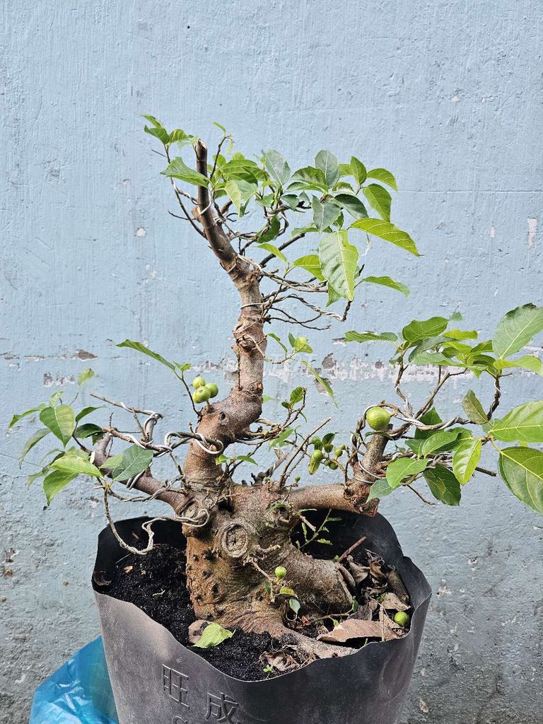 Cây Sung bonsai gốc lớn đang có trái. Mua bán Cây cảnh, đồ trang trí tại Quận Bình Tân Tp Hồ Chí Minh được đăng bởi Phượng hình 1