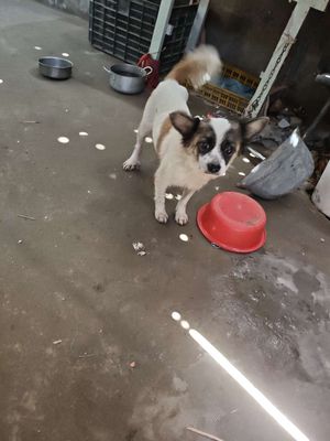 Chó Phốc đực màu trắng