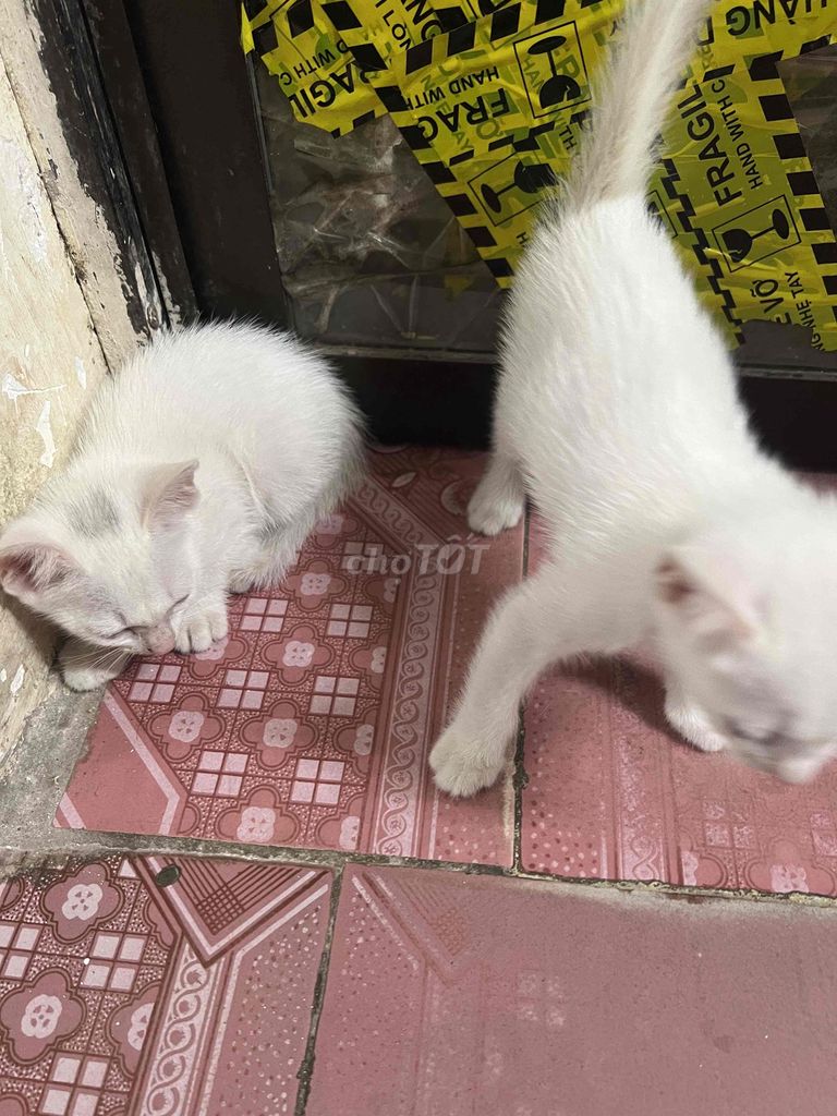 Mèo con trắng 4 con. Mua bán Mèo tại Huyện Gia Lâm Hà Nội được đăng bởi sóng biển hình 1