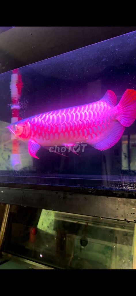 Cá rồng huyết long body đẹp