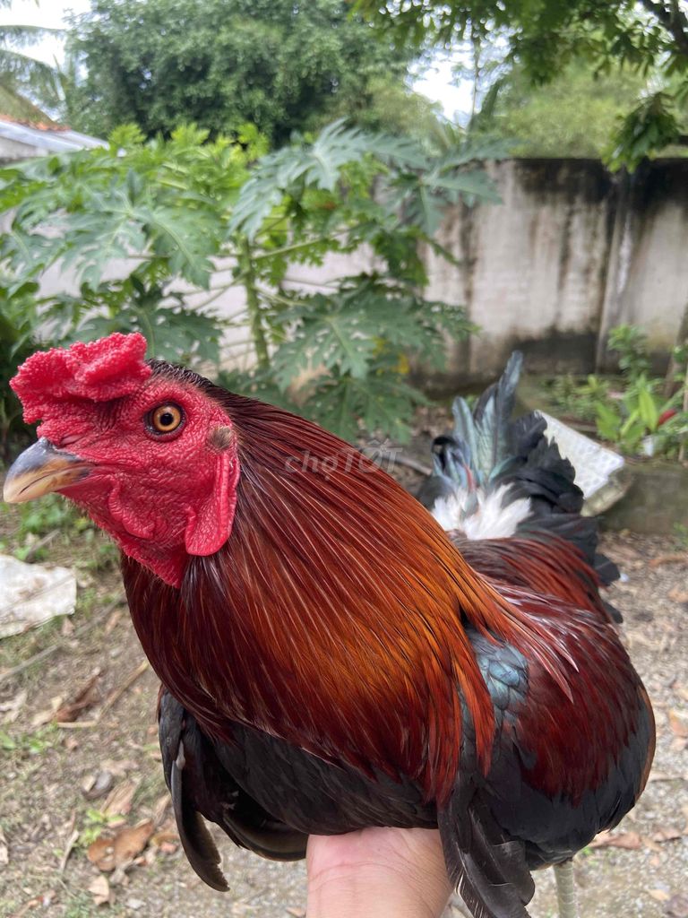 Gà xanh. Mua bán Gà tại Huyện Trà Cú Trà Vinh được đăng bởi Gà Lai  hình 2