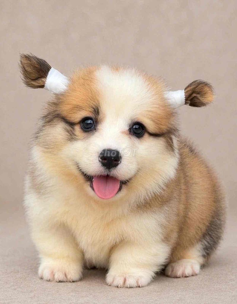 Chó Corgi vàng trắng khỏe mạnh. Mua bán Chó tại Huyện Bình Chánh Tp Hồ Chí Minh được đăng bởi mini pet house sài gòn hình 1