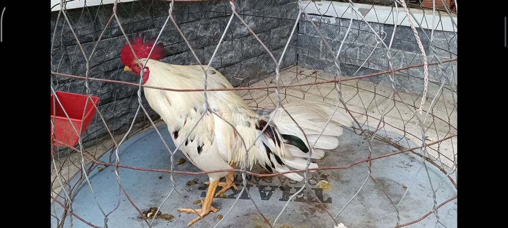 Gà chọi Trắng Đực Lông mới tinh. Mua bán Gà tại Thành phố Bến Tre Bến Tre được đăng bởi Buôn bán bến tre hình 1