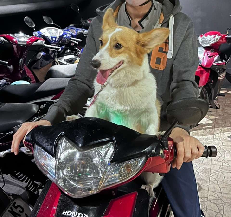 Chó Corgi cái đã tiêm phòng. Mua bán Chó tại Quận 8 Tp Hồ Chí Minh được đăng bởi Tuấn hình 1