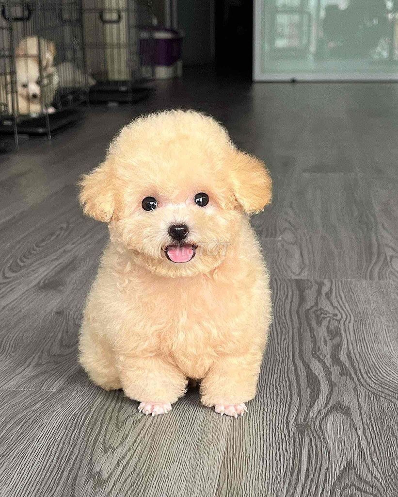 Poodle chân lùn tịt đủ màu sắc  siêu xinh