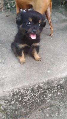 Chó phốc sóc