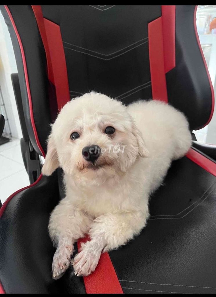 Tìm nhà mới cho bé Poodle cái. Mua bán Chó tại Quận Bình Tân Tp Hồ Chí Minh được đăng bởi Lê Vi hình 1