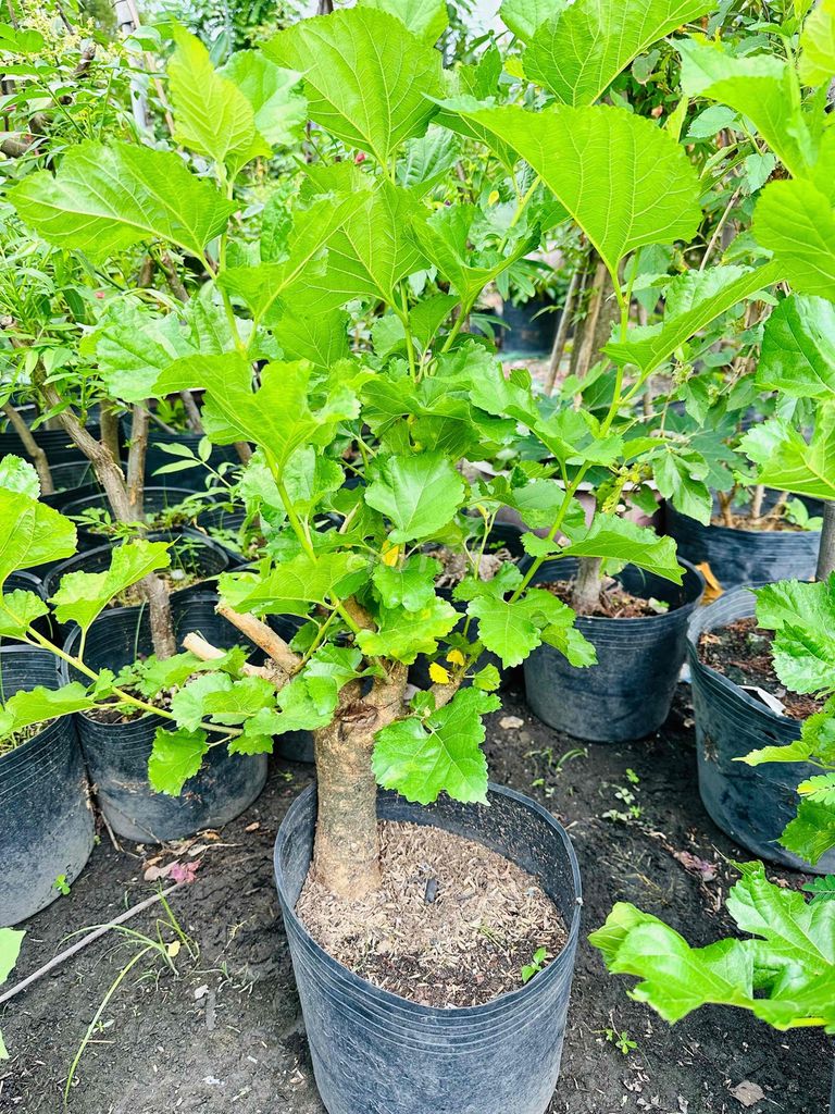 Cây dâu tằm gốc lớn thuần chậu khoẻ đẹp. Mua bán Cây cảnh, đồ trang trí tại Quận Gò Vấp Tp Hồ Chí Minh được đăng bởi Vườn Kiểng Nhà Nị Ny hình 1