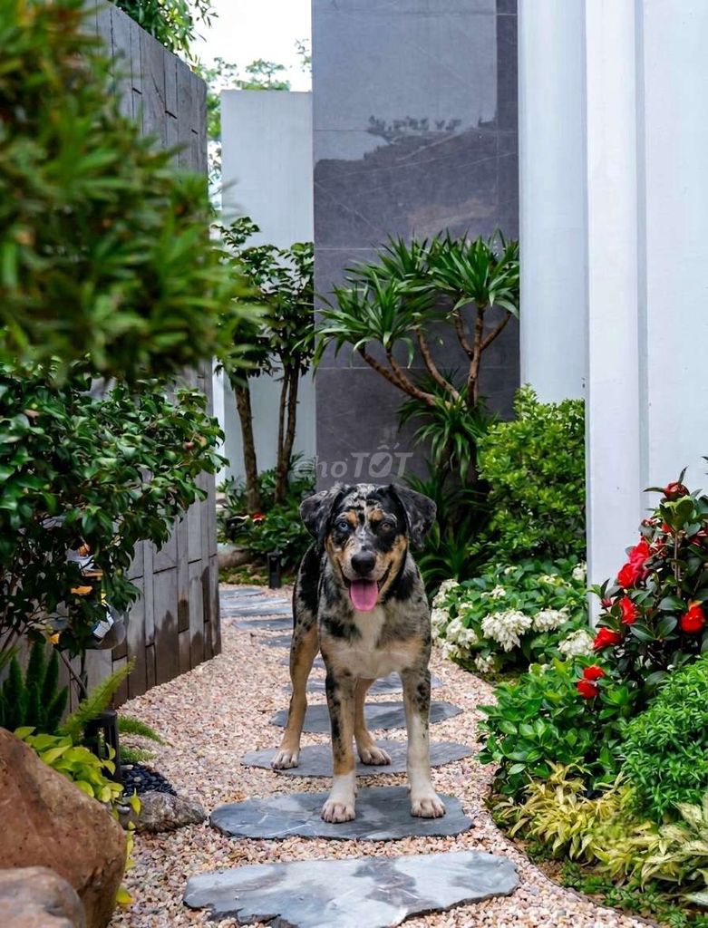 Chó Catahoula Leopard Merle hàng độc hiếm 3 tháng.. Mua bán Chó tại Quận Bình Tân Tp Hồ Chí Minh được đăng bởi HƯNG LỘC PHÁT hình 1