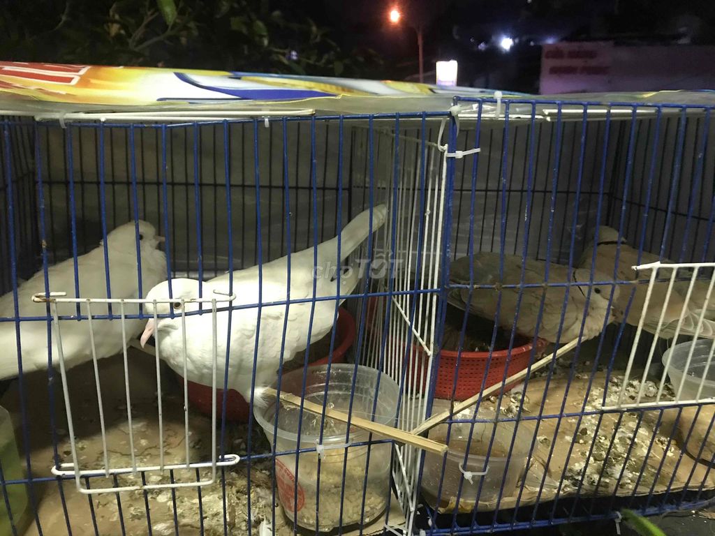 2 cặp cu pháp sinh sản. Mua bán Chim tại Quận Ninh Kiều Cần Thơ được đăng bởi huỳnh  hình 1